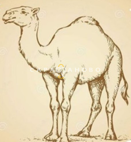 Ткань Тик 100% хлопок 220 см набивной диз Camel 3 Премиум М